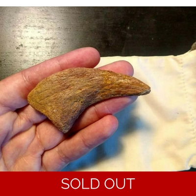 Carcharodontosaurus Saharicus Dinosaur Fossil Hand Claw